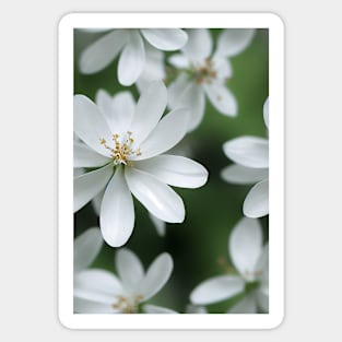 Beautiful White Flowers, for all those who love nature #144 Sticker